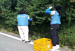 자매마을 농촌 일손돕는 사진